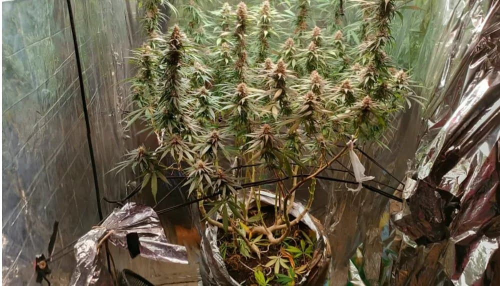 Busca judicial encontra cultivo de plantas semelhantes a maconha em Trancoso