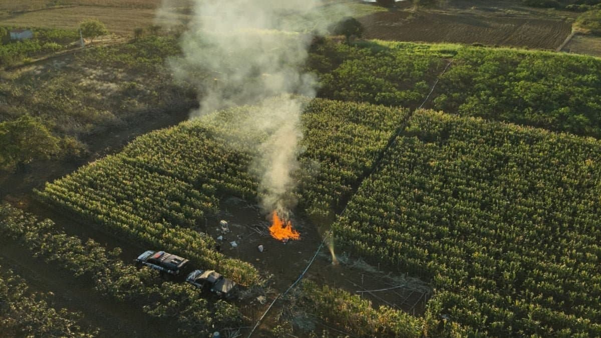 Operação em Mulungu do Morro elimina plantio de maconha, informa Polícia Civil