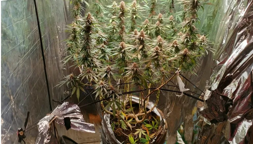 Busca judicial encontra cultivo de plantas semelhantes a maconha em Trancoso