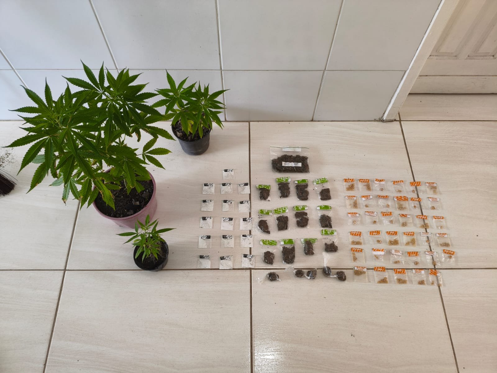 Buscas no bairro Abraão resultam em apreensão de drogas e plantas